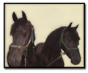 Carriage for your marriage - horsedrawn carriages for all special occasions based in Swindon